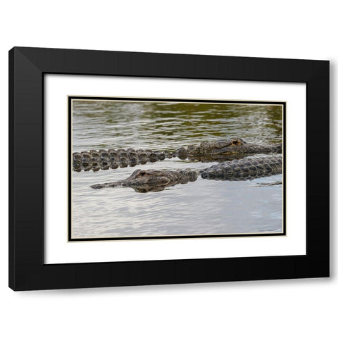 American alligators-Myakka River State Park-Florida Black Modern Wood Framed Art Print with Double Matting by Jones, Adam
