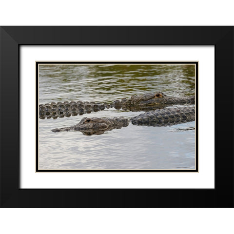 American alligators-Myakka River State Park-Florida Black Modern Wood Framed Art Print with Double Matting by Jones, Adam