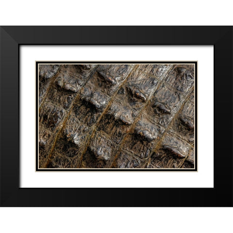 American alligator scale pattern close-up-Myakka River State Park-Florida Black Modern Wood Framed Art Print with Double Matting by Jones, Adam