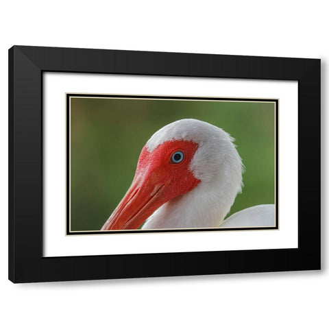 American white ibis Myakka River State Park-Florida Black Modern Wood Framed Art Print with Double Matting by Jones, Adam