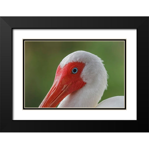 American white ibis Myakka River State Park-Florida Black Modern Wood Framed Art Print with Double Matting by Jones, Adam