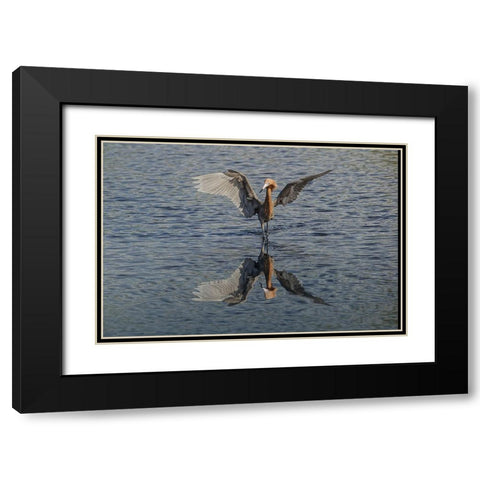 Reddish egret fishing-Merritt Island National Wildlife Refuge-Florida Black Modern Wood Framed Art Print with Double Matting by Jones, Adam