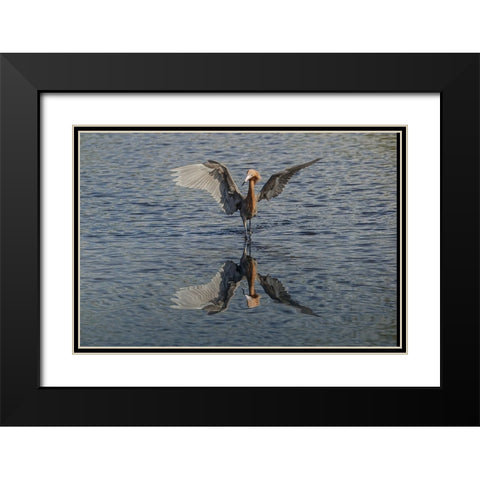 Reddish egret fishing-Merritt Island National Wildlife Refuge-Florida Black Modern Wood Framed Art Print with Double Matting by Jones, Adam