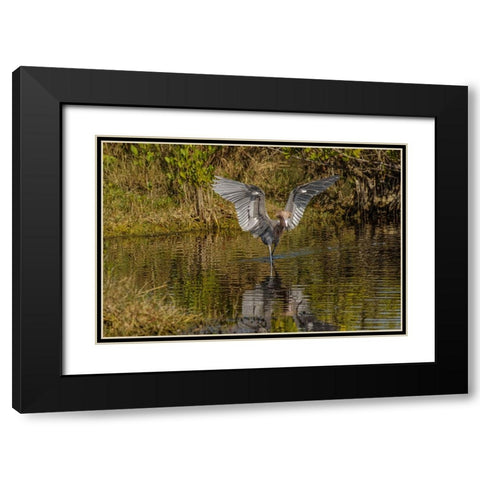Reddish egret fishing-Merritt Island National Wildlife Refuge-Florida Black Modern Wood Framed Art Print with Double Matting by Jones, Adam