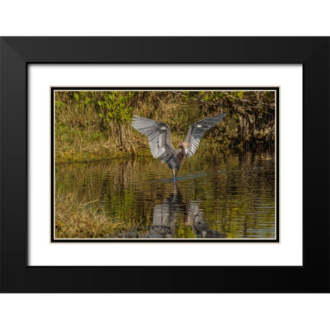 Reddish egret fishing-Merritt Island National Wildlife Refuge-Florida Black Modern Wood Framed Art Print with Double Matting by Jones, Adam
