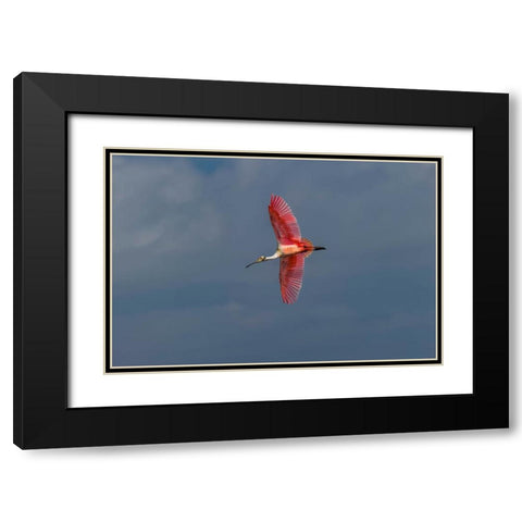 Roseate spoonbill flying-Merritt Island National Wildlife Refuge-Florida Black Modern Wood Framed Art Print with Double Matting by Jones, Adam
