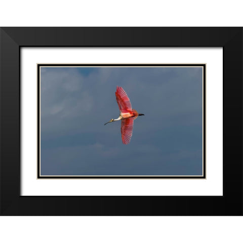 Roseate spoonbill flying-Merritt Island National Wildlife Refuge-Florida Black Modern Wood Framed Art Print with Double Matting by Jones, Adam
