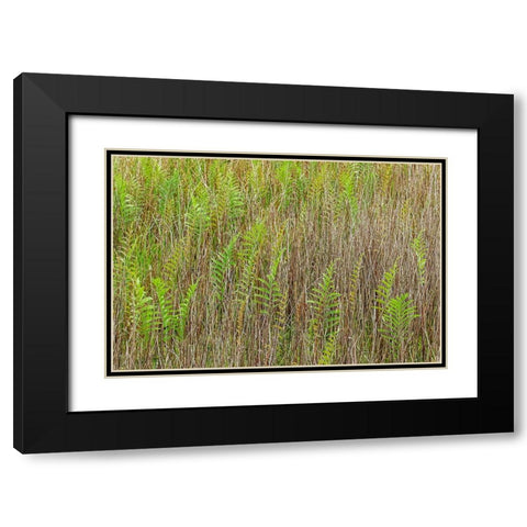 Ferns and grass pattern-Merritt Island National Wildlife Refuge-Florida Black Modern Wood Framed Art Print with Double Matting by Jones, Adam