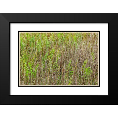 Ferns and grass pattern-Merritt Island National Wildlife Refuge-Florida Black Modern Wood Framed Art Print with Double Matting by Jones, Adam