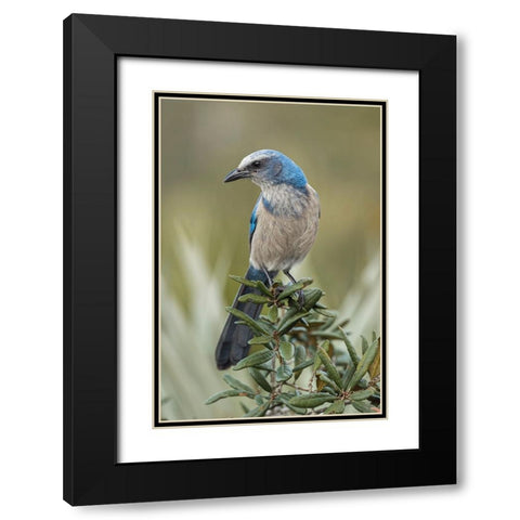 Florida scrub jay-Merritt Island National Wildlife Refuge-Florida Black Modern Wood Framed Art Print with Double Matting by Jones, Adam