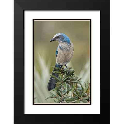 Florida scrub jay-Merritt Island National Wildlife Refuge-Florida Black Modern Wood Framed Art Print with Double Matting by Jones, Adam