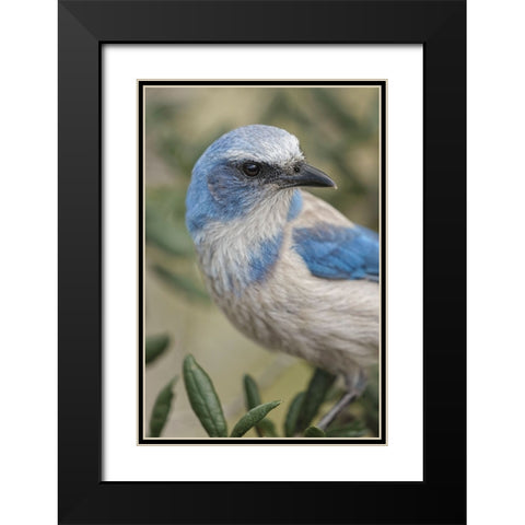 Florida scrub jay-Merritt Island National Wildlife Refuge-Florida Black Modern Wood Framed Art Print with Double Matting by Jones, Adam