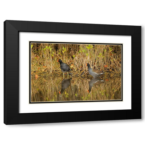 Pair of Moorhens-Merritt Island National Wildlife Refuge-Florida Black Modern Wood Framed Art Print with Double Matting by Jones, Adam