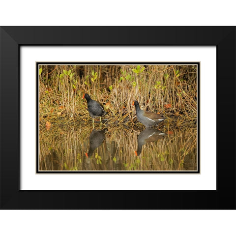 Pair of Moorhens-Merritt Island National Wildlife Refuge-Florida Black Modern Wood Framed Art Print with Double Matting by Jones, Adam