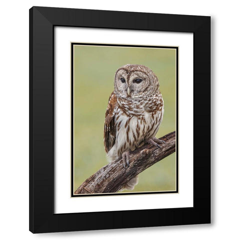 Barred owl-Strix varia-Florida Black Modern Wood Framed Art Print with Double Matting by Jones, Adam