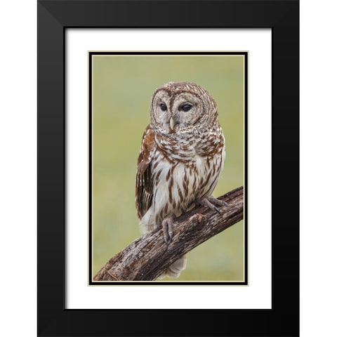 Barred owl-Strix varia-Florida Black Modern Wood Framed Art Print with Double Matting by Jones, Adam