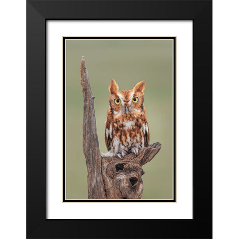 Eastern screech owl-Florida Black Modern Wood Framed Art Print with Double Matting by Jones, Adam