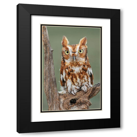 Eastern screech owl-Florida Black Modern Wood Framed Art Print with Double Matting by Jones, Adam