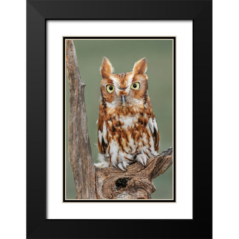 Eastern screech owl-Florida Black Modern Wood Framed Art Print with Double Matting by Jones, Adam
