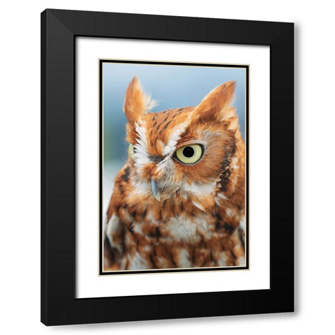 Eastern screech owl-Florida Black Modern Wood Framed Art Print with Double Matting by Jones, Adam