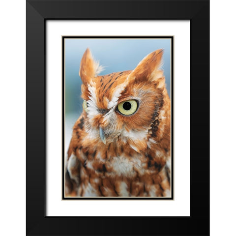 Eastern screech owl-Florida Black Modern Wood Framed Art Print with Double Matting by Jones, Adam