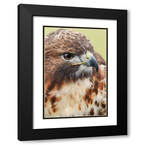 Red-tailed hawk-Florida Black Modern Wood Framed Art Print with Double Matting by Jones, Adam