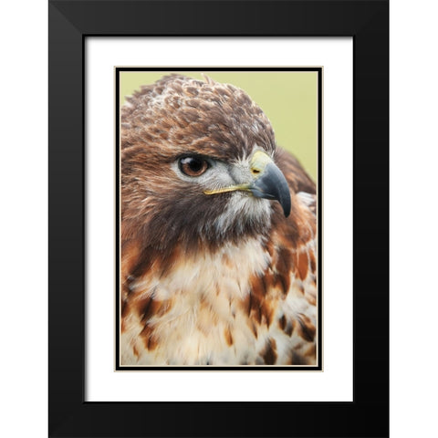 Red-tailed hawk-Florida Black Modern Wood Framed Art Print with Double Matting by Jones, Adam