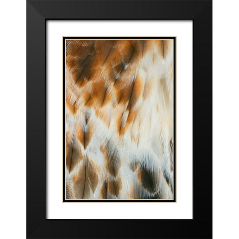 Feather pattern on Red-tailed hawk-Florida Black Modern Wood Framed Art Print with Double Matting by Jones, Adam