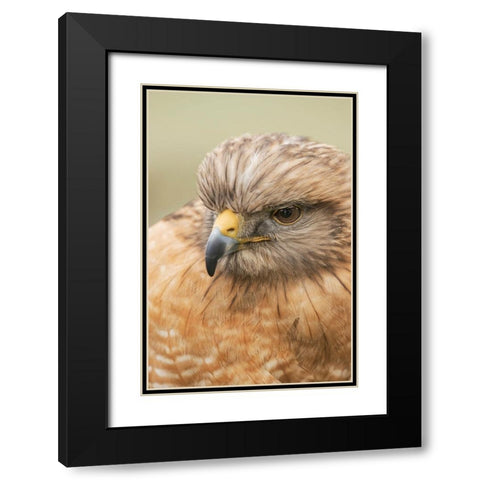 Red Shouldered Hawk-Florida Black Modern Wood Framed Art Print with Double Matting by Jones, Adam