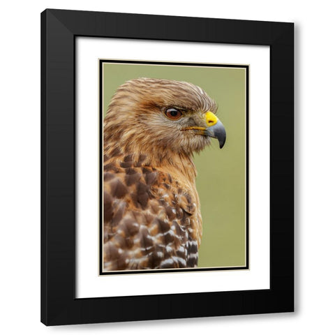Red Shouldered Hawk-Florida Black Modern Wood Framed Art Print with Double Matting by Jones, Adam