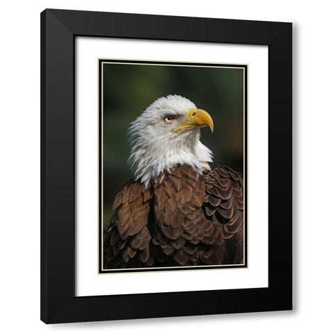 Bald eagle-Florida Black Modern Wood Framed Art Print with Double Matting by Jones, Adam
