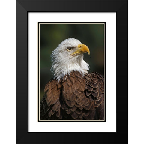 Bald eagle-Florida Black Modern Wood Framed Art Print with Double Matting by Jones, Adam