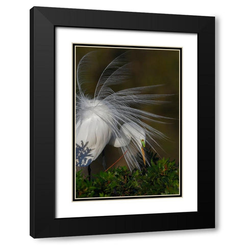 Great egret in courtship display in full breeding plumage-Venice rookery-Venice-Florida Black Modern Wood Framed Art Print with Double Matting by Jones, Adam