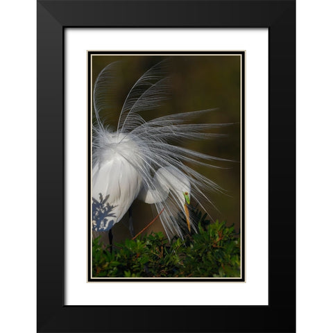 Great egret in courtship display in full breeding plumage-Venice rookery-Venice-Florida Black Modern Wood Framed Art Print with Double Matting by Jones, Adam