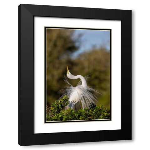Great egret in courtship display in full breeding plumage-Venice rookery-Venice-Florida Black Modern Wood Framed Art Print with Double Matting by Jones, Adam