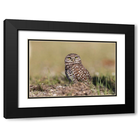 Burrowing owl-Cape Coral-Florida Black Modern Wood Framed Art Print with Double Matting by Jones, Adam