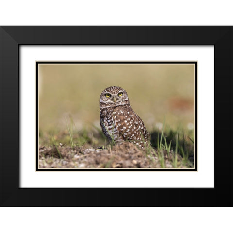 Burrowing owl-Cape Coral-Florida Black Modern Wood Framed Art Print with Double Matting by Jones, Adam