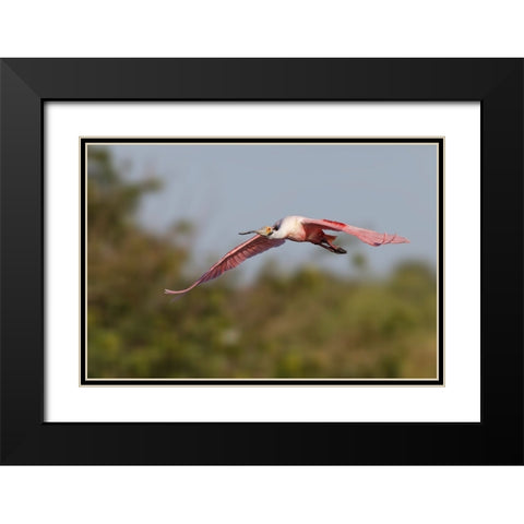Roseate spoonbill flying-Stick Marsh-Florida Black Modern Wood Framed Art Print with Double Matting by Jones, Adam