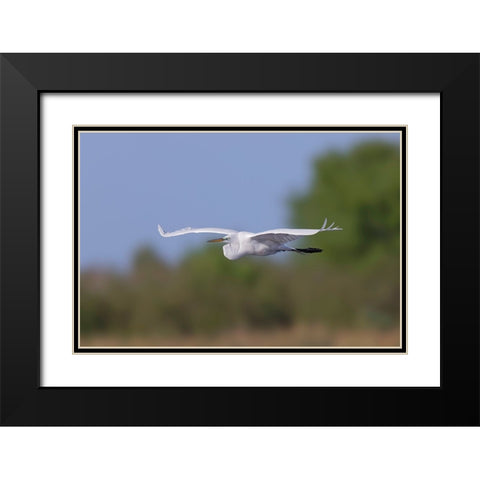 Great Egret flying Stick Marsh-Florida Black Modern Wood Framed Art Print with Double Matting by Jones, Adam