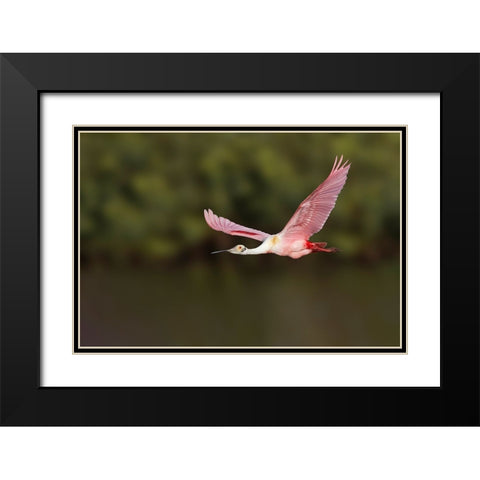 Roseate spoonbill flying-Stick Marsh-Florida Black Modern Wood Framed Art Print with Double Matting by Jones, Adam