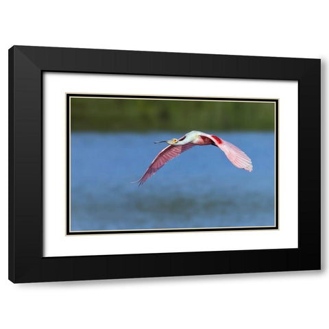 Roseate spoonbill flying-Stick Marsh-Florida Black Modern Wood Framed Art Print with Double Matting by Jones, Adam