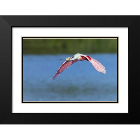 Roseate spoonbill flying-Stick Marsh-Florida Black Modern Wood Framed Art Print with Double Matting by Jones, Adam