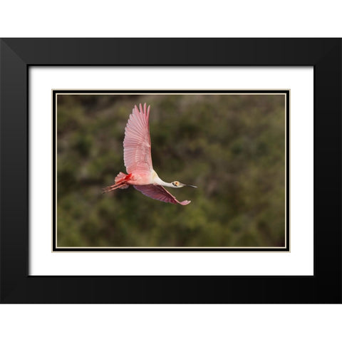 Roseate spoonbill flying-Stick Marsh-Florida Black Modern Wood Framed Art Print with Double Matting by Jones, Adam