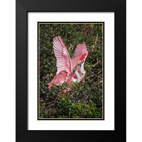 Roseate spoonbills fighting over nesting territory in rookery-Stick Marsh-Florida Black Modern Wood Framed Art Print with Double Matting by Jones, Adam
