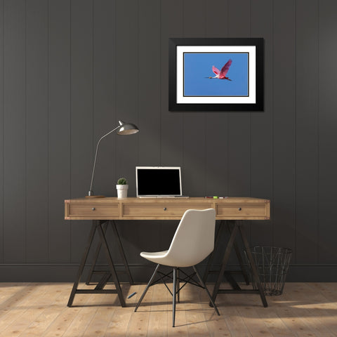 Roseate spoonbill flying-Stick Marsh-Florida Black Modern Wood Framed Art Print with Double Matting by Jones, Adam