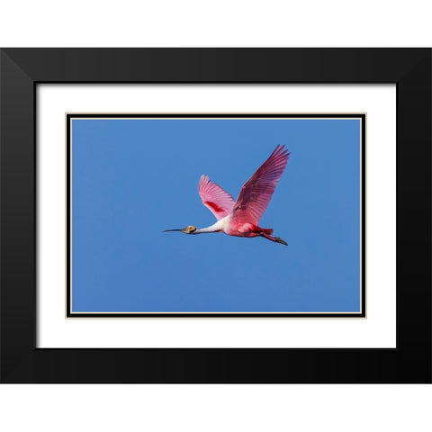Roseate spoonbill flying-Stick Marsh-Florida Black Modern Wood Framed Art Print with Double Matting by Jones, Adam