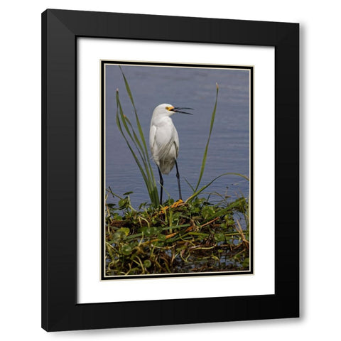 Snowy Egret-Stick Marsh-Florida Black Modern Wood Framed Art Print with Double Matting by Jones, Adam