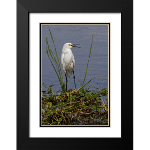 Snowy Egret-Stick Marsh-Florida Black Modern Wood Framed Art Print with Double Matting by Jones, Adam