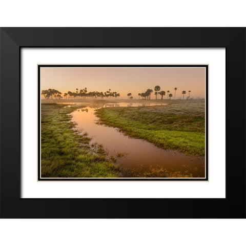 Sable palms silhouetted at sunrise on the Econlockhatchee River Black Modern Wood Framed Art Print with Double Matting by Jones, Adam