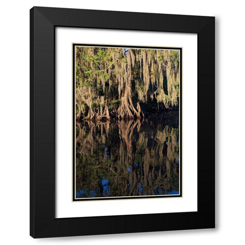 Cypress tree draped in Spanish moss along the Econlockhatchee River Black Modern Wood Framed Art Print with Double Matting by Jones, Adam